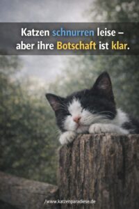 Katzen schnurren leise – aber ihre Botschaft ist klar.