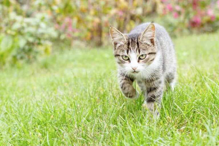 Katze als Freigänger (depositphotos.com)