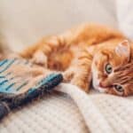 Katzen Haare am Pflegehandschuh (depositphotos.com)