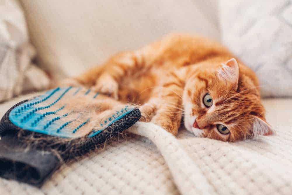 Katzen Haare am Pflegehandschuh (depositphotos.com)
