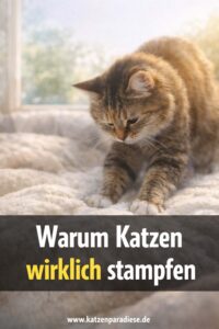 Warum Katzen wirklich stampfen