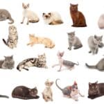Einige Katzenrassen auf einem Plakat (depositphotos.com)