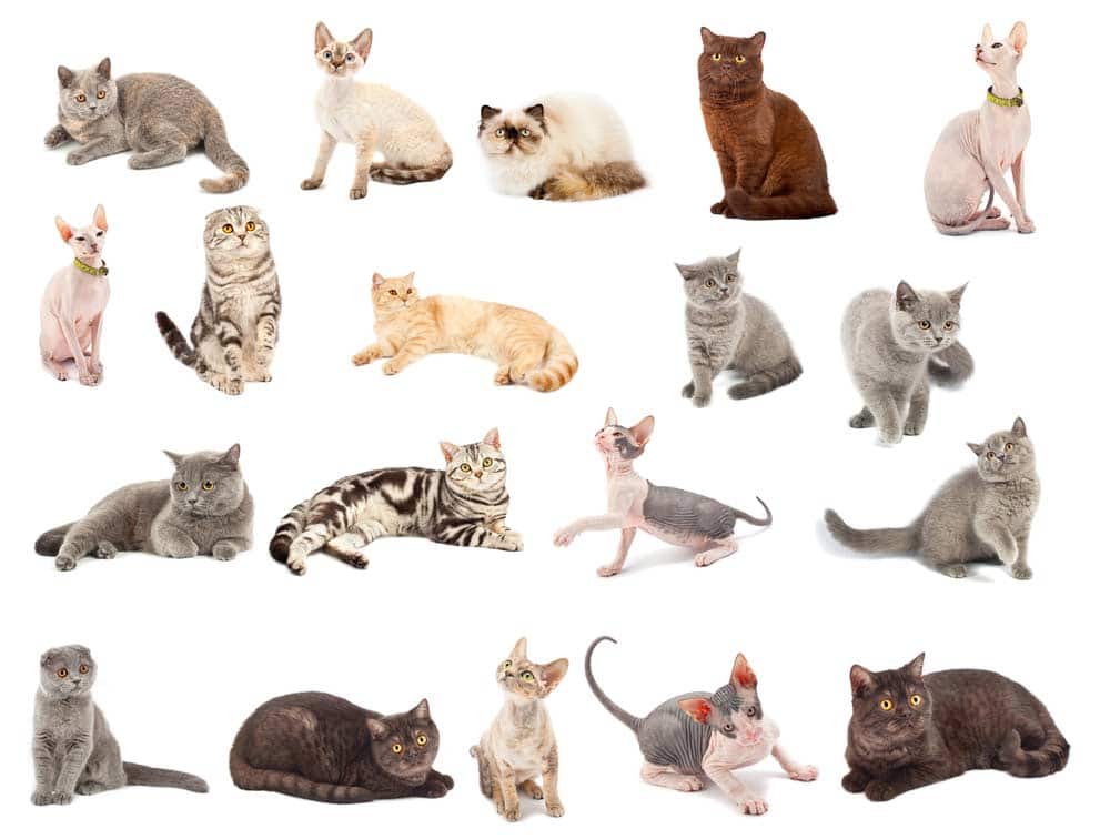 Einige Katzenrassen auf einem Plakat (depositphotos.com)