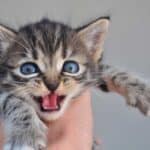 Kleine Katze miaut (depositphotos.com)