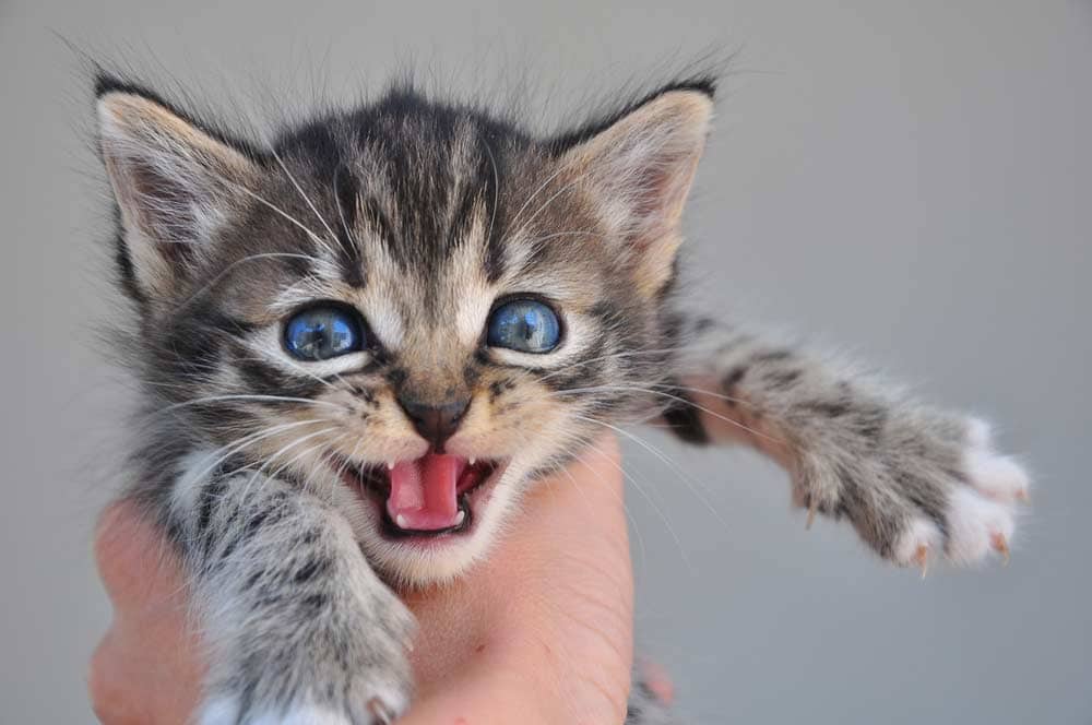 Kleine Katze miaut (depositphotos.com)