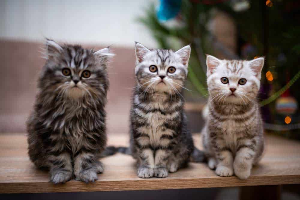 Kleine Katzen - Schottisch Britisch Burma Munchkin (depositphotos.com)