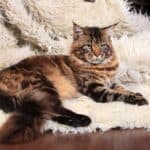 Maine-Coon-Katze auf Felldecke (depositphotos.com)