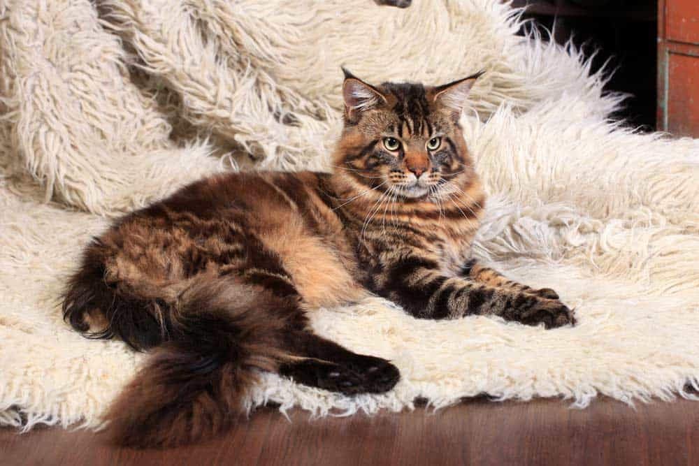 Maine-Coon-Katze auf Felldecke (depositphotos.com)