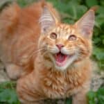 Maine-Coon-Katze miaut im Freien (depositphotos.com)