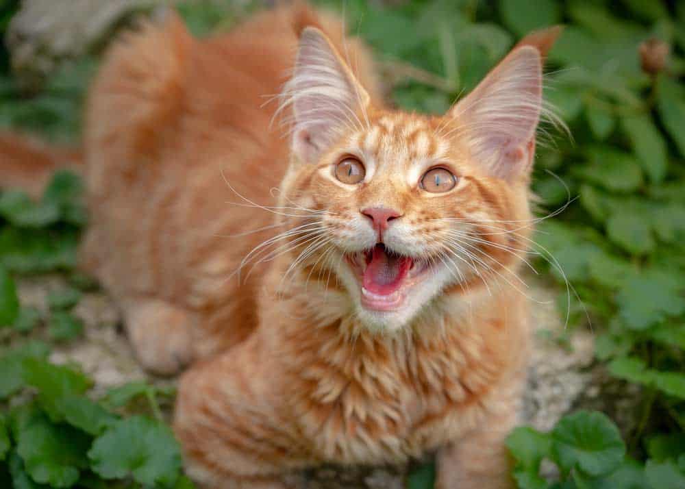 Maine-Coon-Katze miaut im Freien (depositphotos.com)