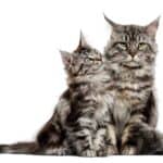 Maine Coon Katze mit Kätzchen (depositphotos.com)
