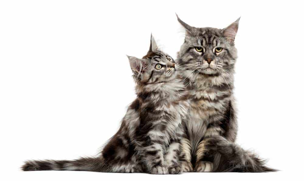 Maine Coon Katze mit Kätzchen (depositphotos.com)