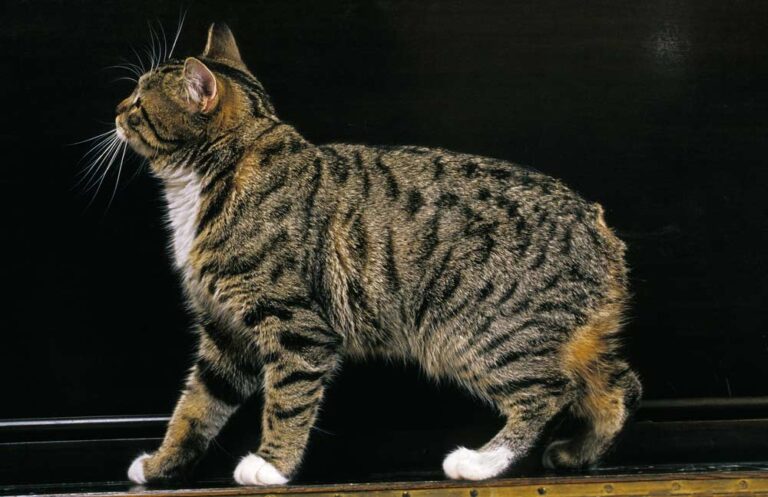Manx Katze ohne Schwanz (depositphotos.com)