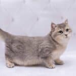 Munchkin-Katze (depositphotos.com)