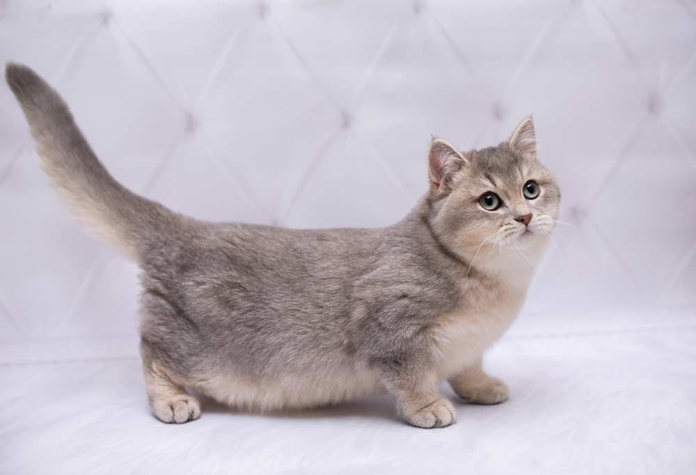 Munchkin-Katze (depositphotos.com)