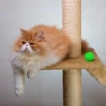 Perser Katze auf Kratzbaum (depositphotos.com)