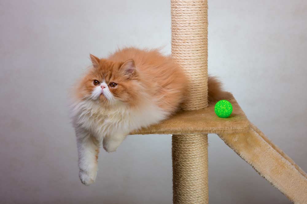 Perser Katze auf Kratzbaum (depositphotos.com)