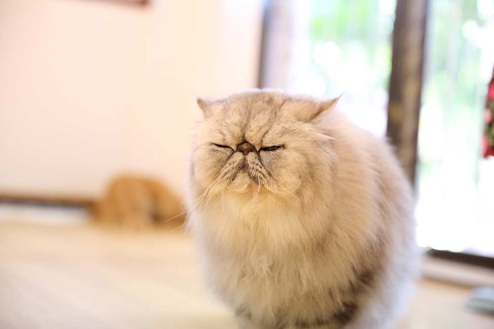 Perser Katze (depositphotos.com)