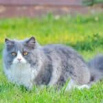 Ragdoll Katze (depositphotos.com)