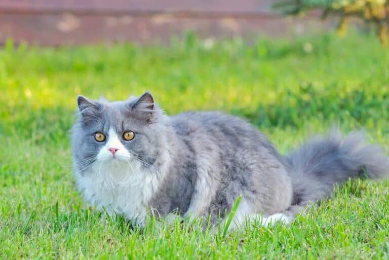 Ragdoll Katze (depositphotos.com)
