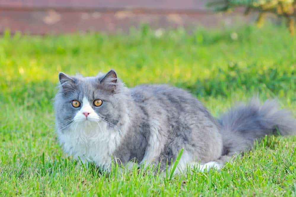 Ragdoll Katze (depositphotos.com)