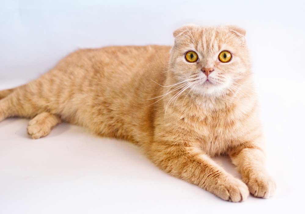 Schottische Faltohrkatze Scottish Fold (depositphotos.com)