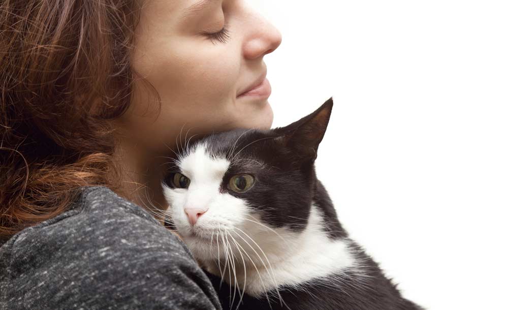 Schwarz Weiße Katze schmusst (depositphotos.com)