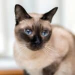 Siamesische Katze mit blauen Augen (depositphotos.com)
