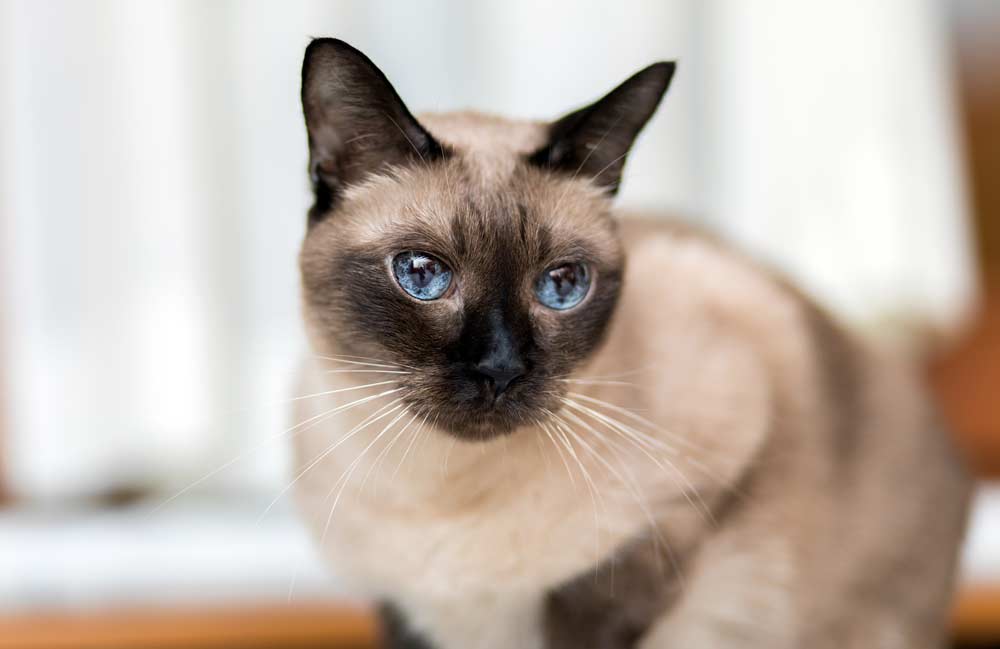 Siamesische Katze mit blauen Augen (depositphotos.com)