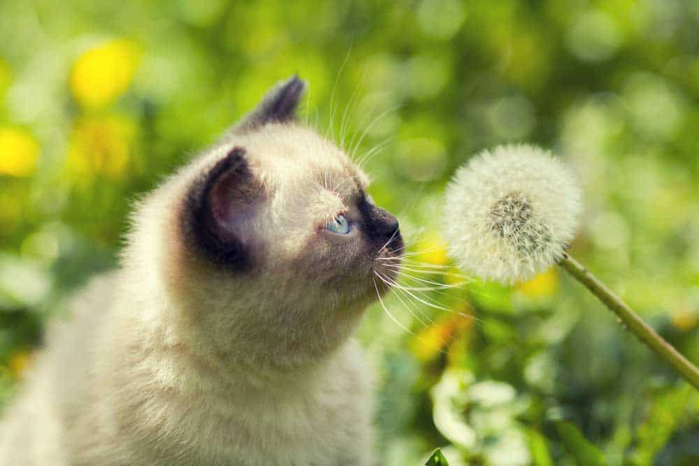 Siamkatze - Kätzchen im Garten vor Löwenzahn (depositphotos.com)