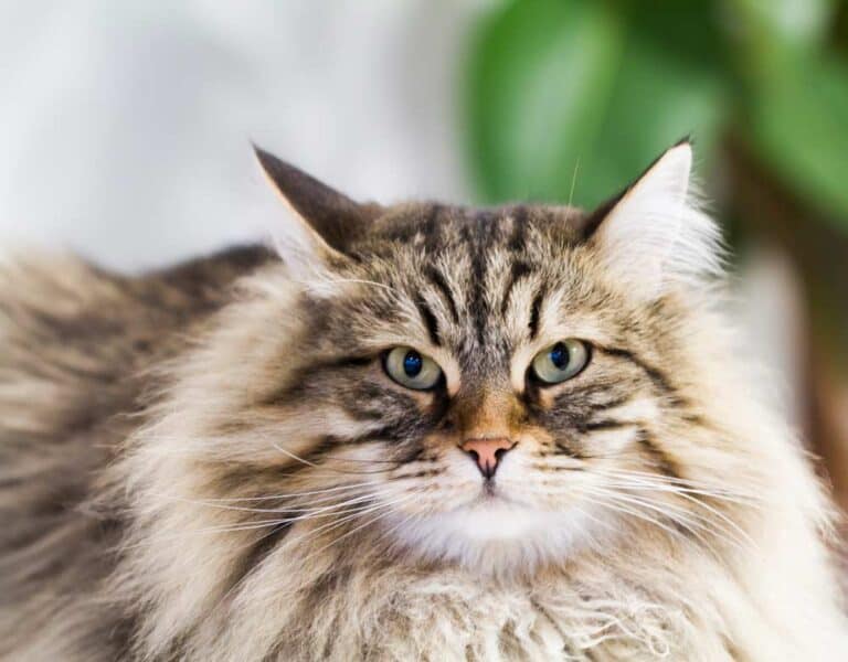 Sibirische Katze (depositphotos.com)