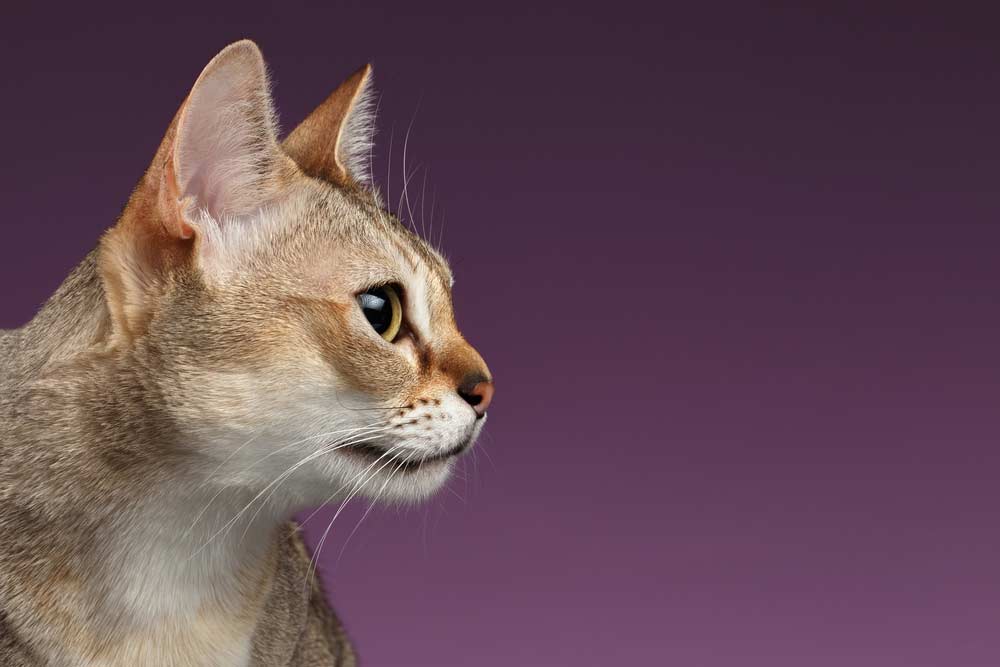 Singapura-Katze (depositphotos.com)