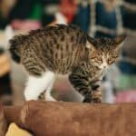 Katze stampft (depositphotos.com)