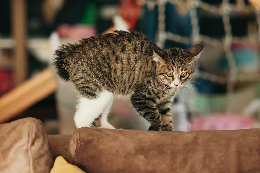 Katze stampft (depositphotos.com)