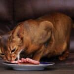 Abessinische Katze frisst Salami (depositphotos.com)