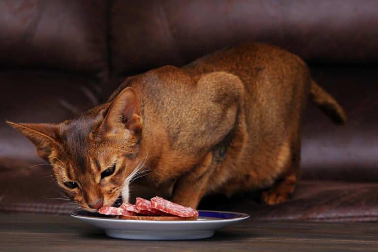 Abessinische Katze frisst Salami (depositphotos.com)