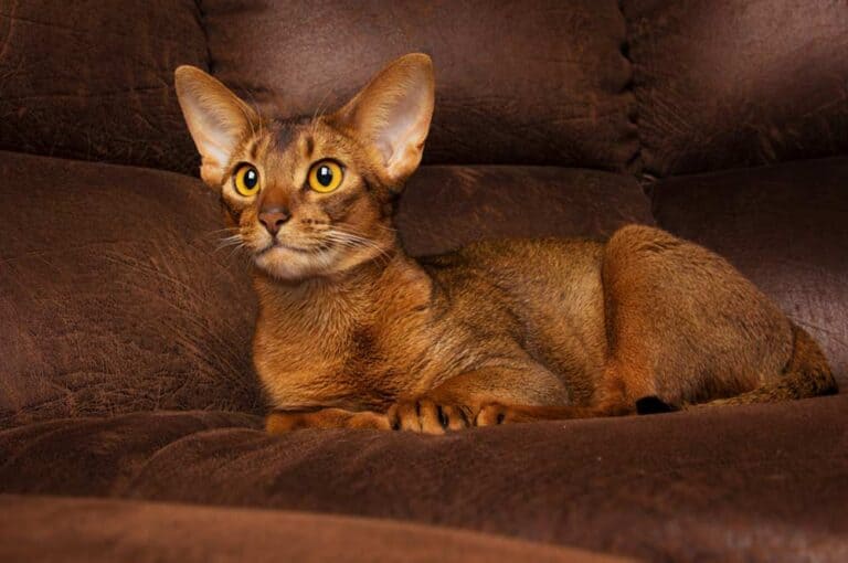 Abyssinier-Katze (depositphotos.com)