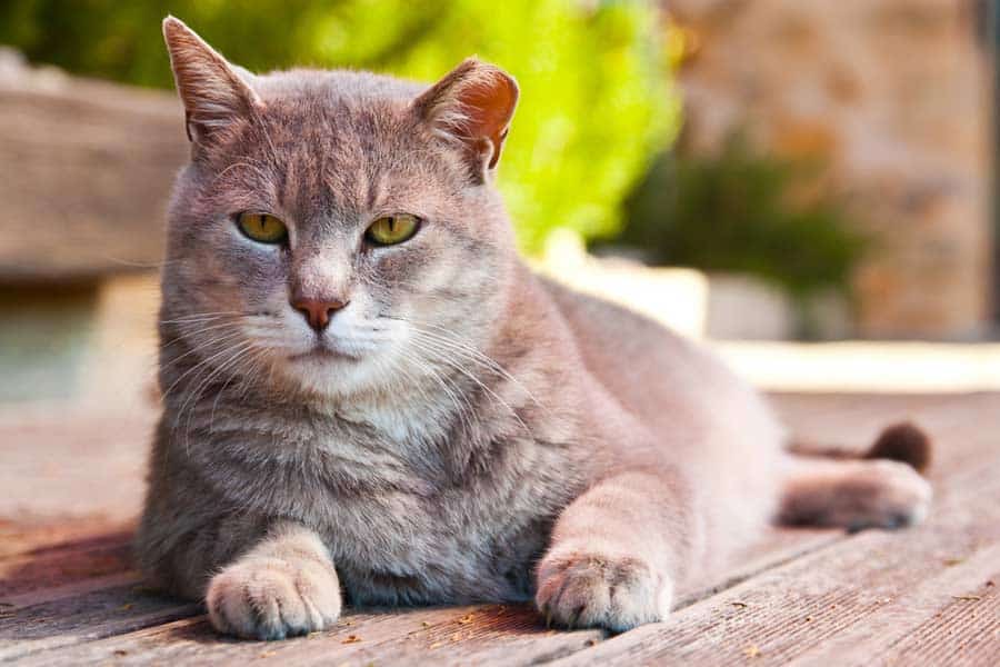 Alte Katze (depositphotos.com)