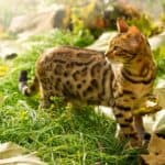 Bengal-Katze im Garten (depositphotos.com)