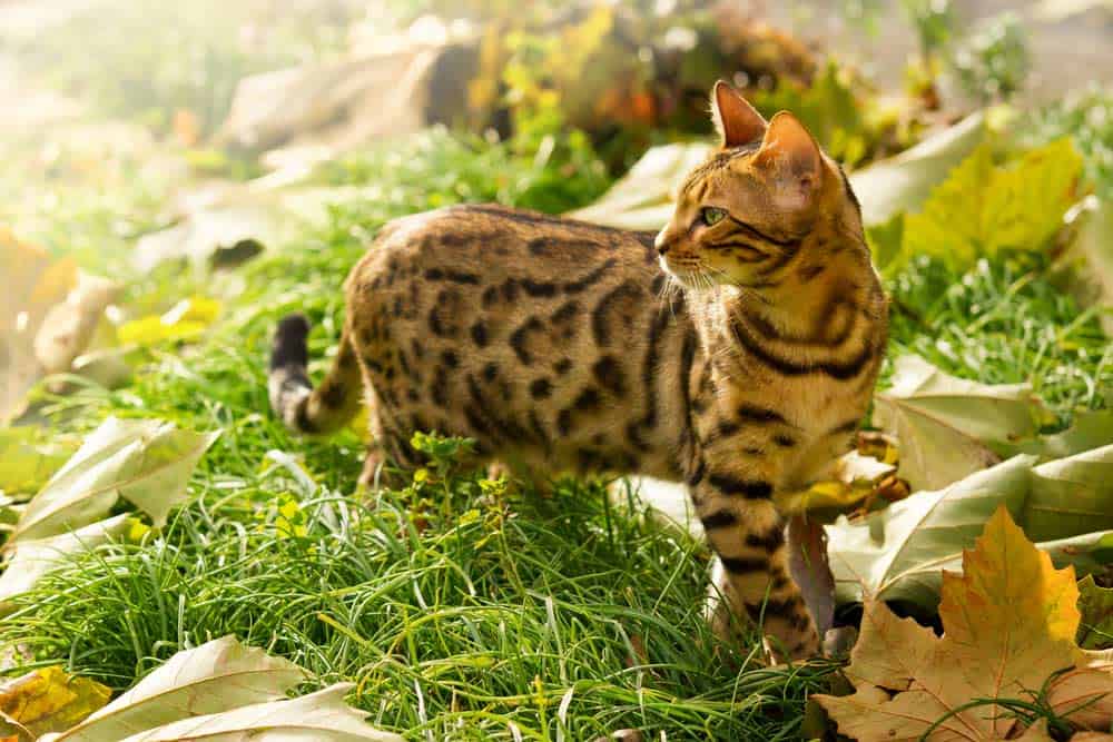 Bengal-Katze im Garten (depositphotos.com)
