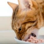 Bengalkatze isst Thunfisch (depositphotos.com)
