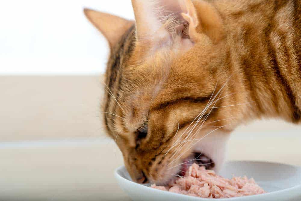 Bengalkatze isst Thunfisch (depositphotos.com)