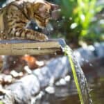 Bengalkatze spielt am Wasserbrunnen draußen im Garten (depositphotos.com)