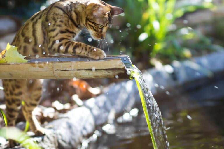 Bengalkatze spielt am Wasserbrunnen draußen im Garten (depositphotos.com)