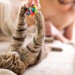 Katzenbesitzer spielt mit Katze (depositphotos.com)