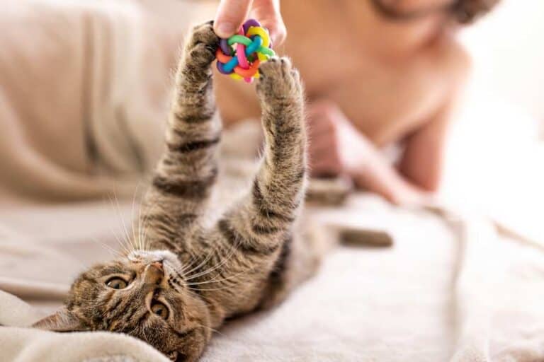 Katzenbesitzer spielt mit Katze (depositphotos.com)