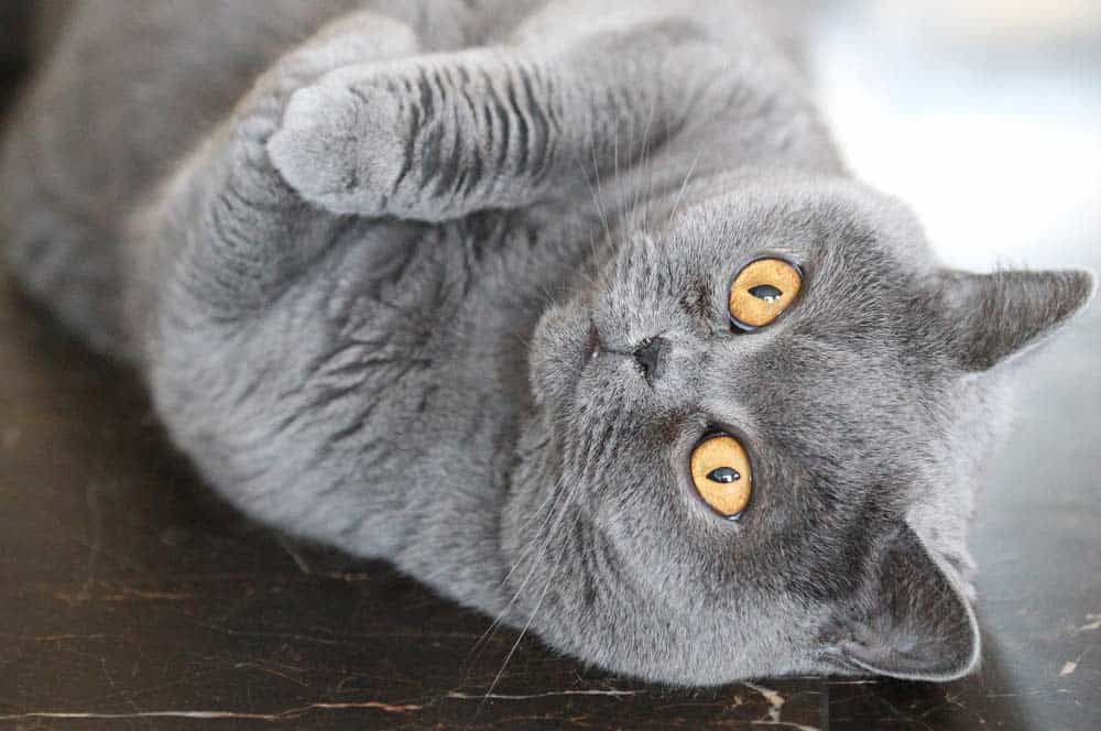 Britisch Kurzhaar mit gelben Augen (depositphotos.com)
