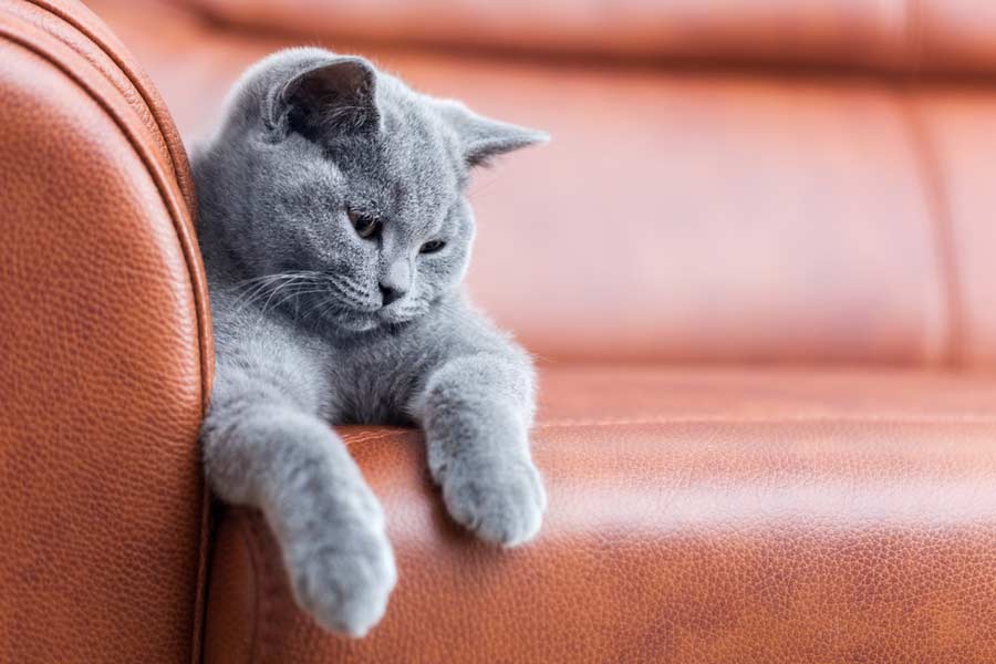Britsch Kurzhaar Katze auf dem Sofa (depositphotos.com)
