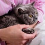 Frau mit Britisch-Kurzhaar im Bett kuscheln (depositphotos.com)