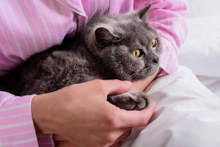 Frau mit Britisch-Kurzhaar im Bett kuscheln (depositphotos.com)